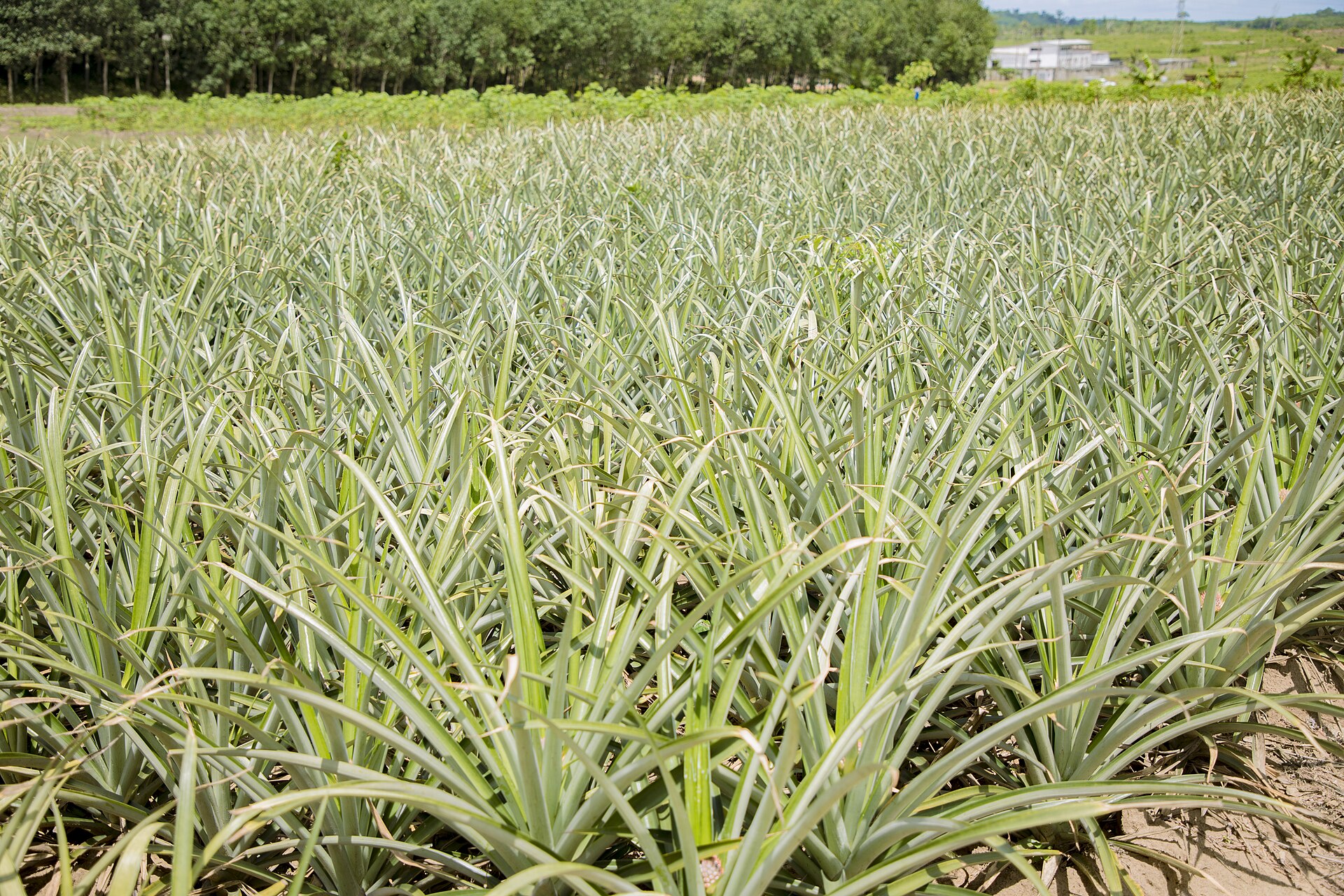 Champs d'ananas à Bonoua, la cité de l'ananas