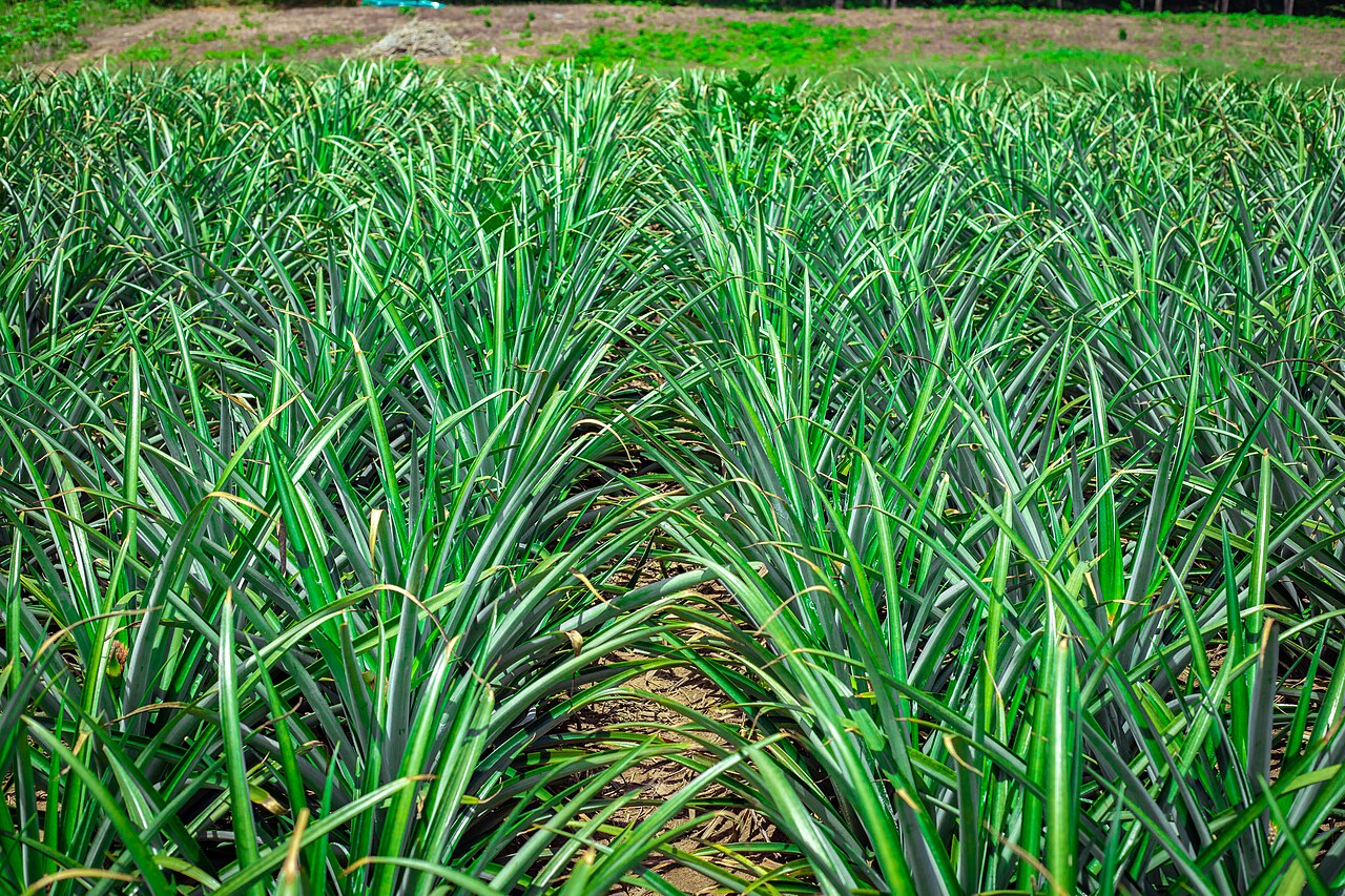 Champs d'ananas à Bonoua